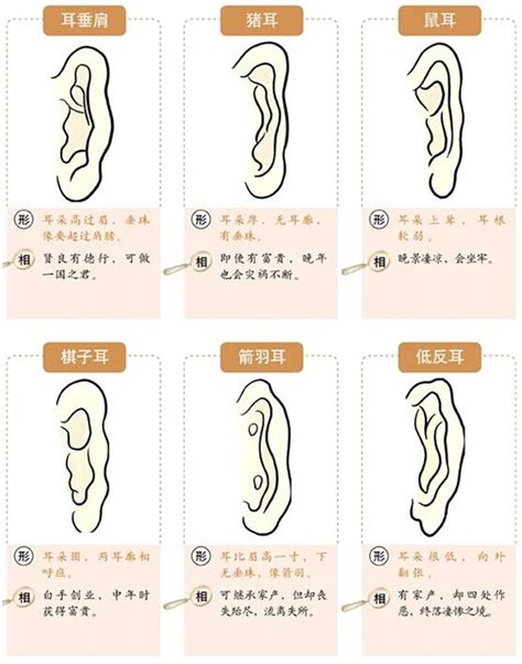 耳毛 面相|面相耳朵图解【最详细版】 – 杨易德全集官网